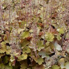 Dlužicha americká - Heuchera americana