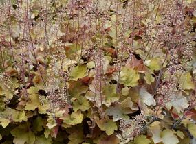 Dlužicha americká - Heuchera americana