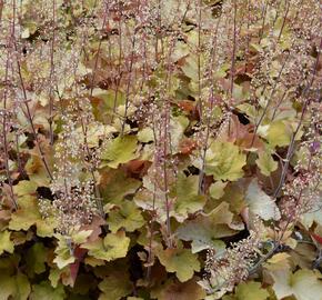 Dlužicha americká - Heuchera americana