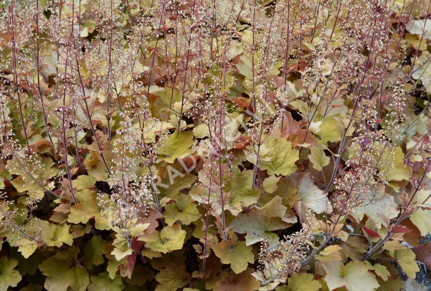 Dlužicha americká - Heuchera americana