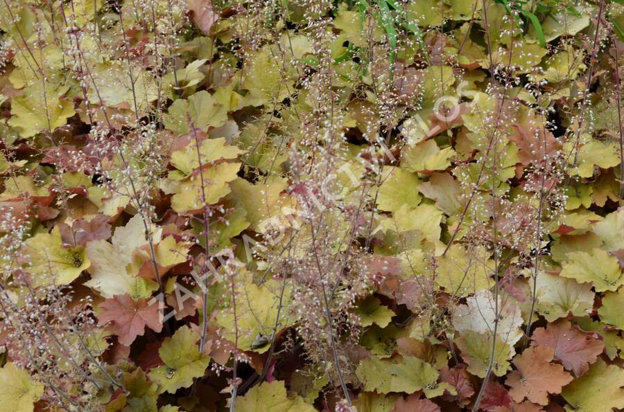 Dlužicha americká - Heuchera americana