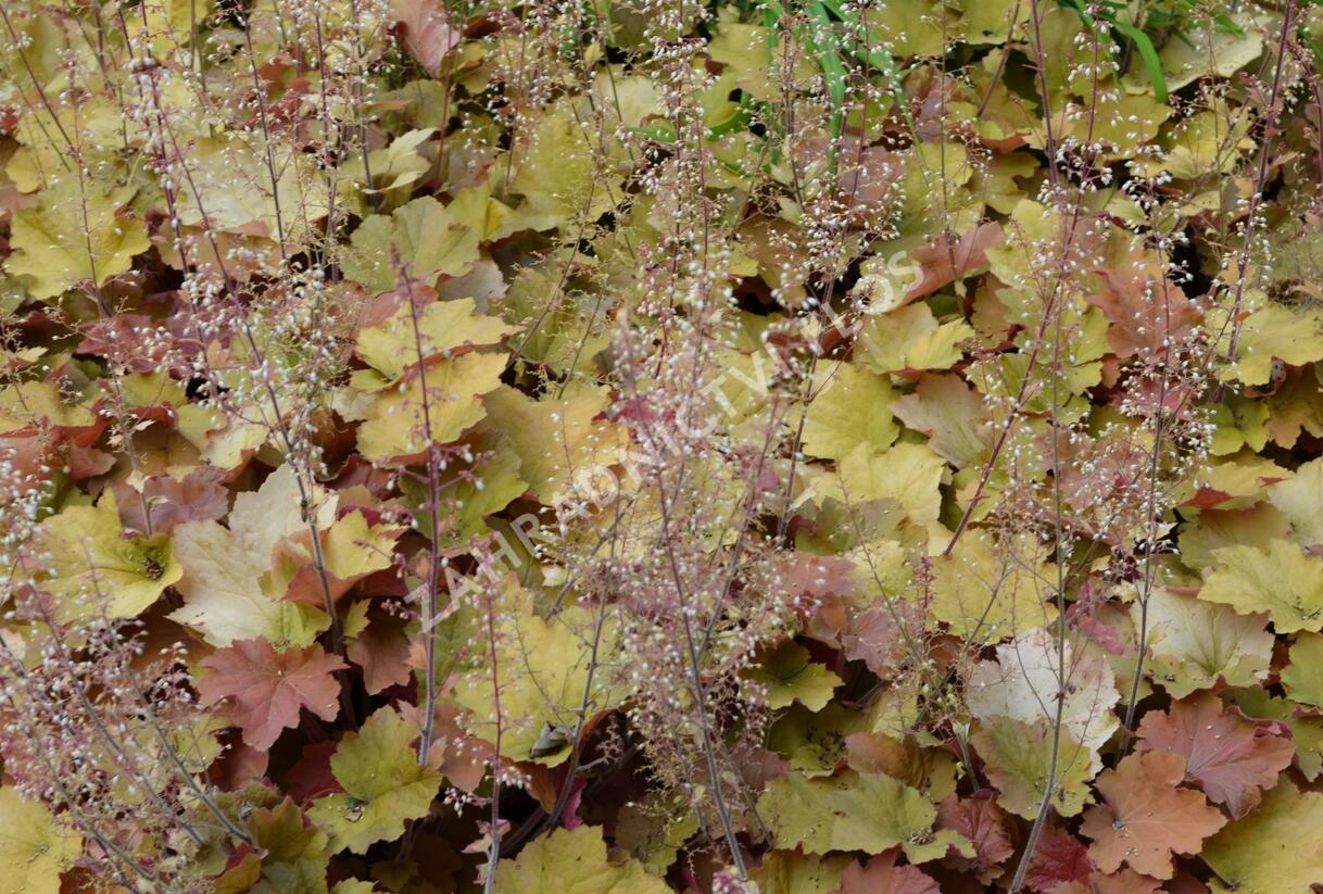 Dlužicha americká - Heuchera americana
