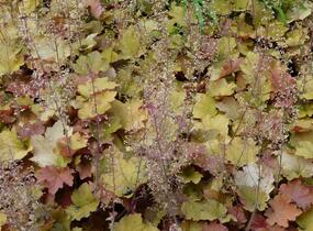 Dlužicha americká - Heuchera americana