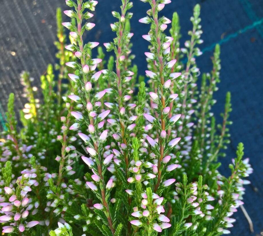 Vřes obecný 'Pink Alicia' (Garden girls®) - Calluna vulgaris 'Pink Alicia' (Garden girls®)