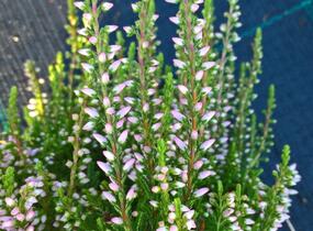Vřes obecný 'Pink Alicia' (Garden girls®) - Calluna vulgaris 'Pink Alicia' (Garden girls®)