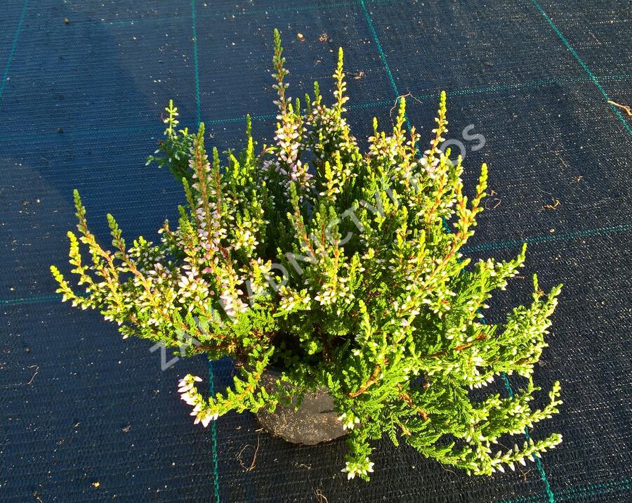 Vřes obecný 'Pink Alicia' (Garden girls®) - Calluna vulgaris 'Pink Alicia' (Garden girls®)