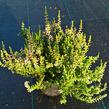 Vřes obecný 'Pink Alicia' (Garden girls®) - Calluna vulgaris 'Pink Alicia' (Garden girls®)