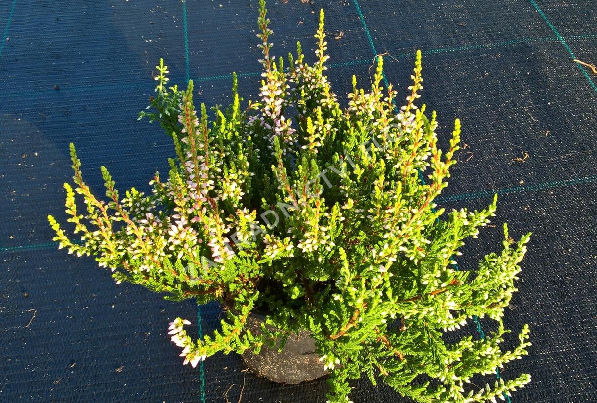 Vřes obecný 'Pink Alicia' (Garden girls®) - Calluna vulgaris 'Pink Alicia' (Garden girls®)