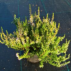 Vřes obecný 'Pink Alicia' (Garden girls®) - Calluna vulgaris 'Pink Alicia' (Garden girls®)