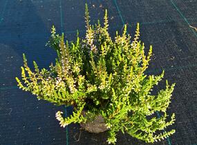 Vřes obecný 'Pink Alicia' (Garden girls®) - Calluna vulgaris 'Pink Alicia' (Garden girls®)
