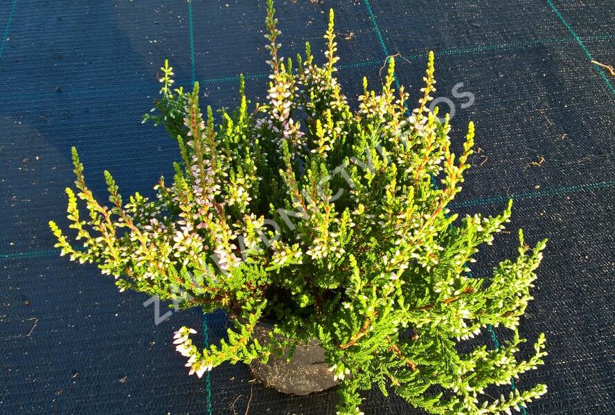 Vřes obecný 'Pink Alicia' (Garden girls®) - Calluna vulgaris 'Pink Alicia' (Garden girls®)
