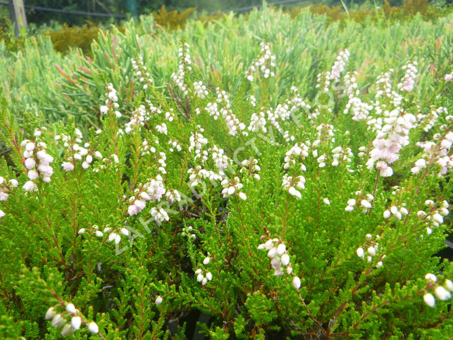 Vřes obecný 'Radnor' - Calluna vulgaris 'Radnor'