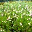 Vřes obecný 'Radnor' - Calluna vulgaris 'Radnor'