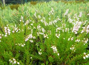 Vřes obecný 'Radnor' - Calluna vulgaris 'Radnor'