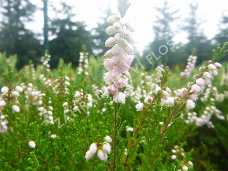 Vřes obecný 'Radnor' - Calluna vulgaris 'Radnor'