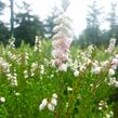 Vřes obecný 'Radnor' - Calluna vulgaris 'Radnor'