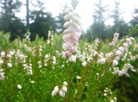 Vřes obecný 'Radnor' - Calluna vulgaris 'Radnor'