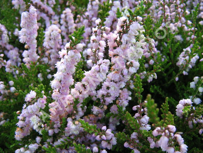 Vřes obecný 'Radnor' - Calluna vulgaris 'Radnor'