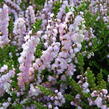 Vřes obecný 'Radnor' - Calluna vulgaris 'Radnor'