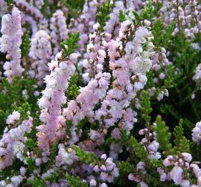 Vřes obecný 'Radnor' - Calluna vulgaris 'Radnor'