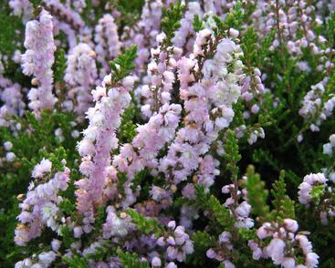 Vřes obecný 'Radnor'