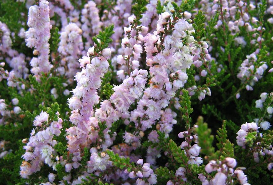 Vřes obecný 'Radnor' - Calluna vulgaris 'Radnor'