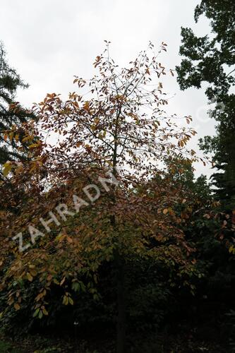 Tupela lesní - Nyssa sylvatica