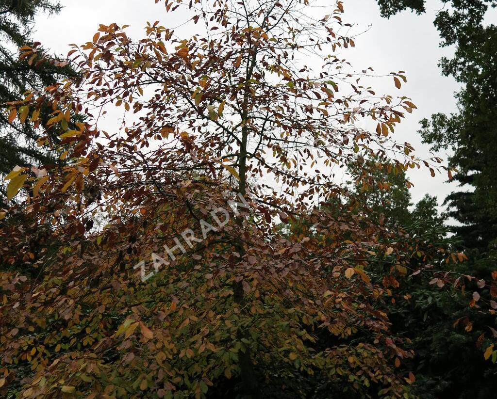 Tupela lesní - Nyssa sylvatica
