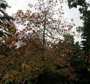 Tupela lesní - Nyssa sylvatica