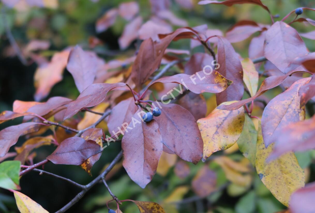 Tupela lesní - Nyssa sylvatica