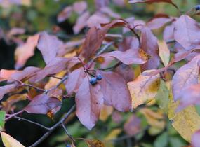 Tupela lesní - Nyssa sylvatica