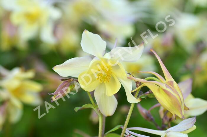 Orlíček 'Spring Magic Yellow' - Aquilegia caerulea 'Spring Magic Yellow'