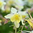 Orlíček 'Spring Magic Yellow' - Aquilegia caerulea 'Spring Magic Yellow'