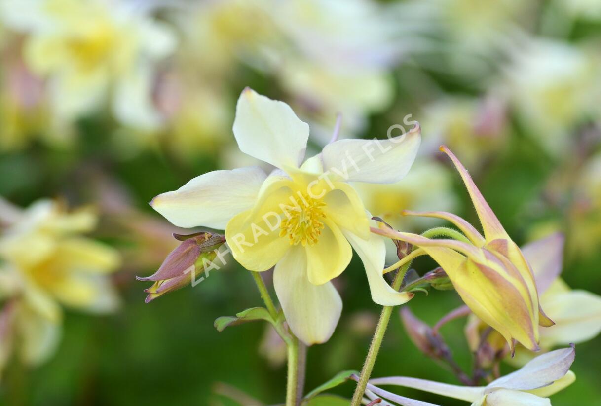 Orlíček 'Spring Magic Yellow' - Aquilegia caerulea 'Spring Magic Yellow'