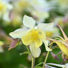 Orlíček 'Spring Magic Yellow' - Aquilegia caerulea 'Spring Magic Yellow'