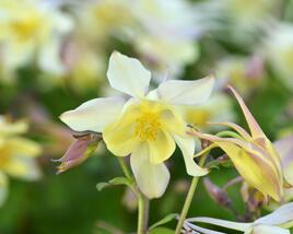 Orlíček 'Spring Magic Yellow'