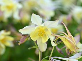 Orlíček 'Spring Magic Yellow' - Aquilegia caerulea 'Spring Magic Yellow'