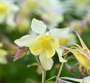 Orlíček 'Spring Magic Yellow' - Aquilegia caerulea 'Spring Magic Yellow'