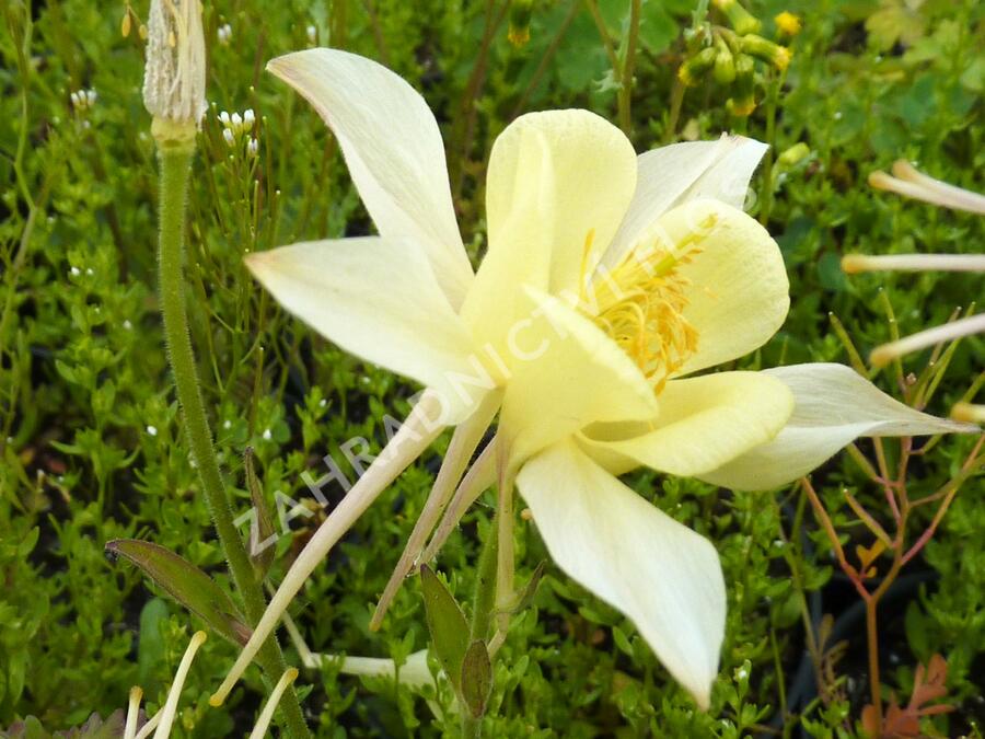 Orlíček 'Spring Magic Yellow' - Aquilegia caerulea 'Spring Magic Yellow'