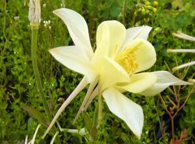 Orlíček 'Spring Magic Yellow' - Aquilegia caerulea 'Spring Magic Yellow'