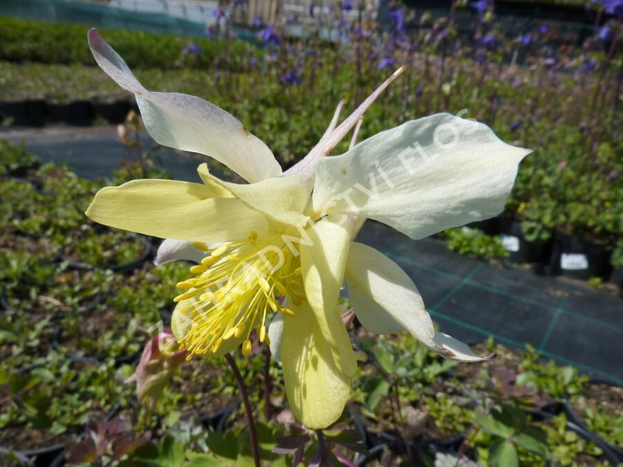 Orlíček 'Spring Magic Yellow' - Aquilegia caerulea 'Spring Magic Yellow'