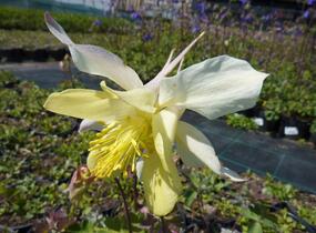 Orlíček 'Spring Magic Yellow' - Aquilegia caerulea 'Spring Magic Yellow'