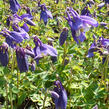 Orlíček 'Spring Magic Navy and White' - Aquilegia caerulea 'Spring Magic Navy and White'