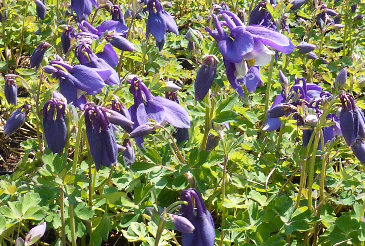 Orlíček 'Spring Magic Navy and White' - Aquilegia caerulea 'Spring Magic Navy and White'