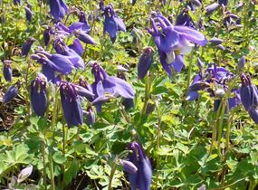 Orlíček 'Spring Magic Navy and White' - Aquilegia caerulea 'Spring Magic Navy and White'