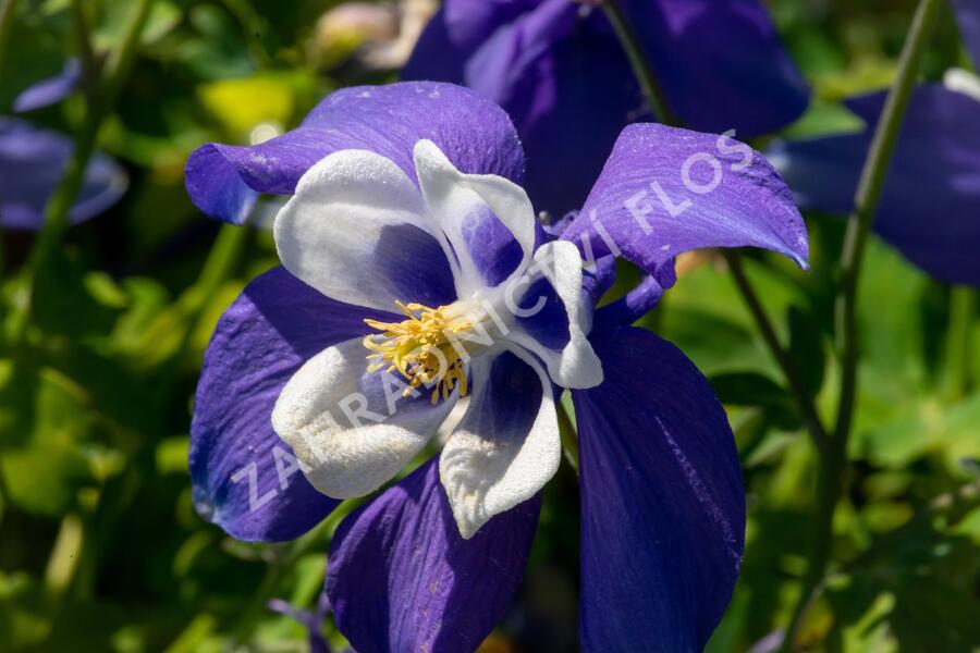 Orlíček 'Spring Magic Navy and White' - Aquilegia caerulea 'Spring Magic Navy and White'