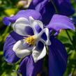 Orlíček 'Spring Magic Navy and White' - Aquilegia caerulea 'Spring Magic Navy and White'