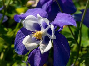 Orlíček 'Spring Magic Navy and White' - Aquilegia caerulea 'Spring Magic Navy and White'