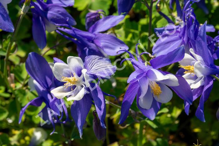 Orlíček 'Spring Magic Navy and White' - Aquilegia caerulea 'Spring Magic Navy and White'