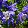 Orlíček 'Spring Magic Navy and White' - Aquilegia caerulea 'Spring Magic Navy and White'